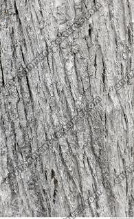 tree bark 0016